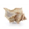 Frog Horn Shell